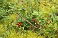 Cranberries and blueberries with a sprig among moss