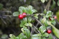 cranberries on a bush