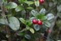 cranberries on a bush