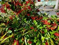 Cranberries bush with natural green and red colours during sunlight afternoon