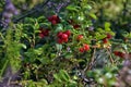 Cranberries on a bush