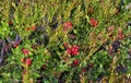 Cranberries on a bush