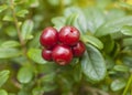 Cranberries Royalty Free Stock Photo