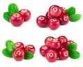 Cranberries collection isolated Royalty Free Stock Photo