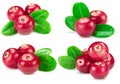 Cranberries collection isolated Royalty Free Stock Photo