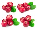 Cranberries collection isolated Royalty Free Stock Photo