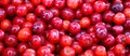 Cranberries are a group of evergreen dwarf shrubs