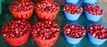 Cranberries are a group of evergreen dwarf shrubs