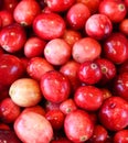 Cranberries are a group of evergreen dwarf shrubs