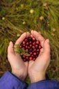 Cranberries in hands