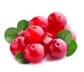 Cranberries with leafs Royalty Free Stock Photo