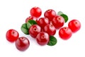 Cranberries with leafs . Royalty Free Stock Photo