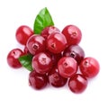 Cranberries with leafs . Royalty Free Stock Photo