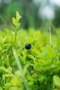 Cranberries in the mountain environment