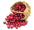 Cranberries near the basket