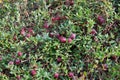 Mature cranberry ordinary lat. Vaccinium oxycoccos