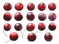 Cranberries, singles, paths Royalty Free Stock Photo
