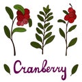 Cranberries sketch vector illustration. The contour image of branches and bunches. Hand drawn and signed. Isolated on white