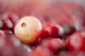 The cranberries. Small forest red berry. A scattering of cranberries. Vitamins from nature. Macro photo. Selective focus