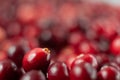 The cranberries. Small forest red berry. A scattering of cranberries. Vitamins from nature. Macro photo. Selective focus