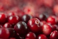 The cranberries. Small forest red berry. A scattering of cranberries. Vitamins from nature. Macro photo. Selective focus