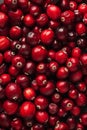 Cranberries texture background, Vaccinium macrocarpon fruits pattern, Oxycoccus macrocarpus mockup Royalty Free Stock Photo