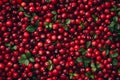 Cranberries texture background, Vaccinium macrocarpon fruits pattern, Oxycoccus macrocarpus mockup Royalty Free Stock Photo