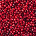 Cranberries texture background, Vaccinium macrocarpon fruits pattern, Oxycoccus macrocarpus mockup Royalty Free Stock Photo