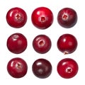 Cranberries v. oxycoccus, paths