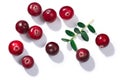 Cranberries v. oxycoccus, paths