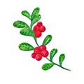 Cranberries with watercolor leaves on a white background. Juicy and fresh cranberry berries realistic forest hand drawn Royalty Free Stock Photo