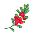 Cranberries with watercolor leaves on a white background. Juicy and fresh cranberry berries realistic forest hand drawn Royalty Free Stock Photo