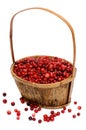 Cranberries in a wooden basket Royalty Free Stock Photo