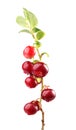 Cranberry Royalty Free Stock Photo