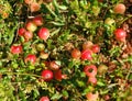 Cranberry. Royalty Free Stock Photo