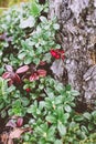 Cranberry in autumn forest