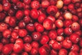 Cranberry background, berry texture. Red berry. Sour berry