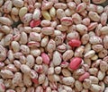 Cranberry bean, The borlotti bean Royalty Free Stock Photo