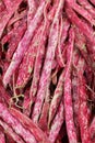 Cranberry bean Royalty Free Stock Photo