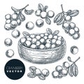 Cranberry berries hand drawn sketch vector illustration. Cowberry harvest in bowl