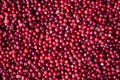 Cranberry Berries. Uniform texture of fruits. Ripe. Reds. Pattern. Autumn blanks for the winter. Gifts of the forest.