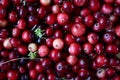 Cranberry Berries. Uniform texture of fruits. Ripe. Reds. Pattern. Autumn blanks for the winter. Gifts of the forest.