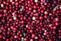 Cranberry Berries. Uniform texture of fruits. Ripe. Reds. Pattern. Autumn blanks for the winter. Gifts of the forest.