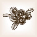 Cranberry berry fruit hand drawn sketch vector