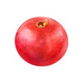 Cranberry berry pomegranate watercolor drawing. Juicy delisious cowberry fruit summer illustration. Sweet sour vitamin