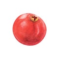 Cranberry berry pomegranate watercolor drawing. Juicy delisious cowberry fruit summer illustration. Sweet sour vitamin