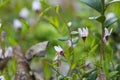 Cranberry blossom, Vaccinium oxycoccus