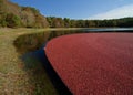 Cranberry bog Royalty Free Stock Photo