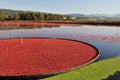 Cranberry bog