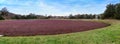 Cranberry bog in the fall on Cape Cod in New England Royalty Free Stock Photo